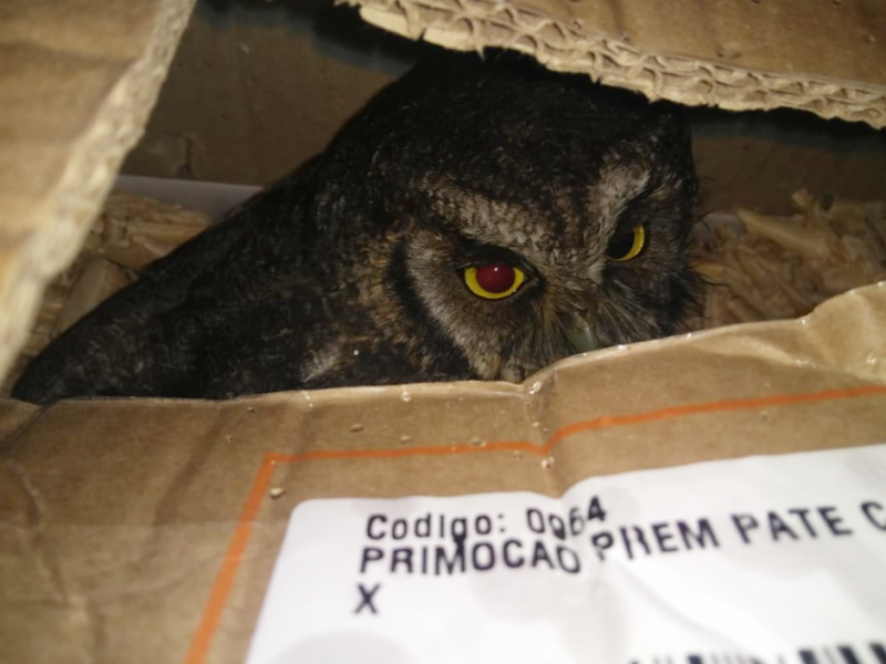 animais-silvestres-sao-resgatados-e-encaminhados-a-centro-especializado