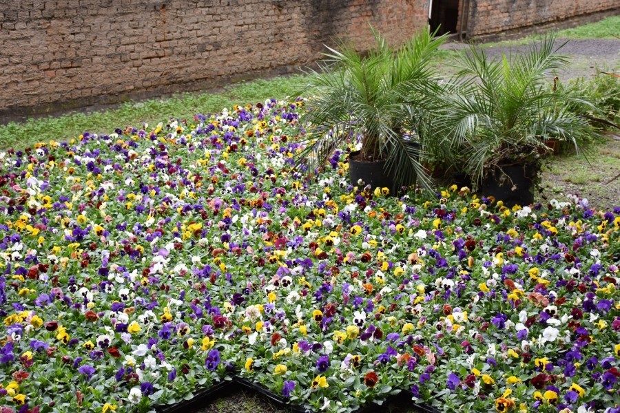 flores-que-embelezam-veranopolis