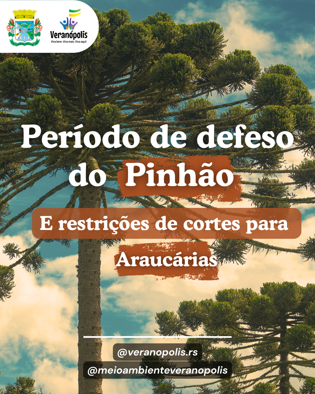 atencao-para-o-periodo-do-pinhao-e-protecao-da-araucaria
