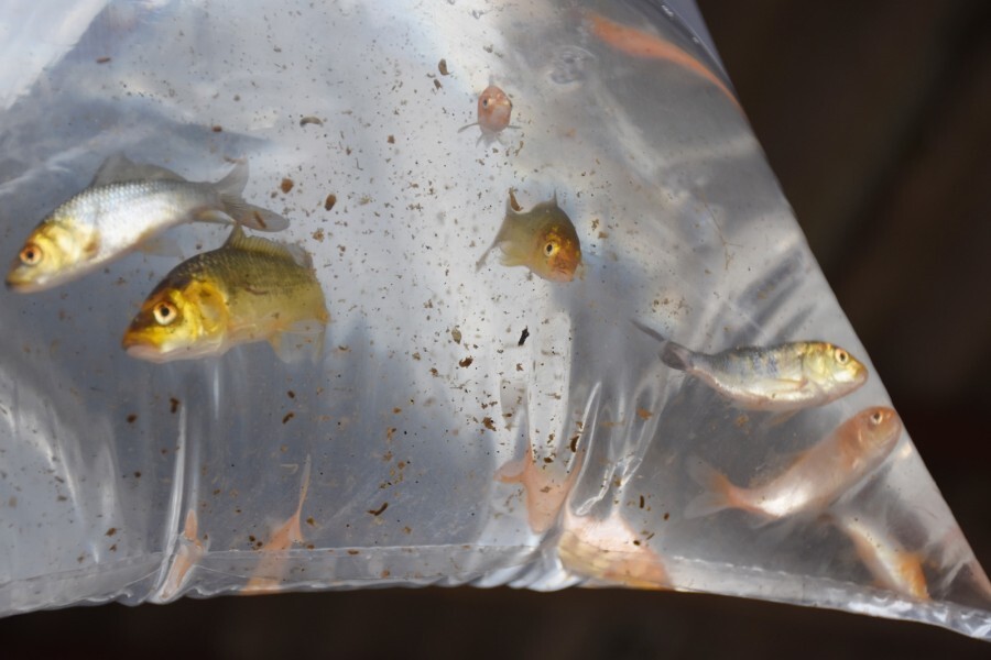 mais-de-14000-alevinos-sao-entregues-aos-veranenses