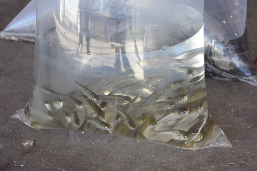 entrega-de-alevinos-1-lote-2019